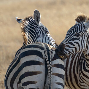 tansania ngorongoro zebras 1
