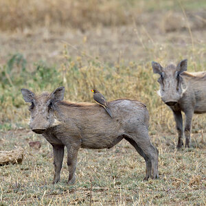 tansania serengeti warzenschwein 1