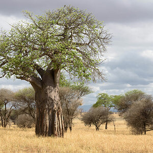 tansania tarangire boabab 2