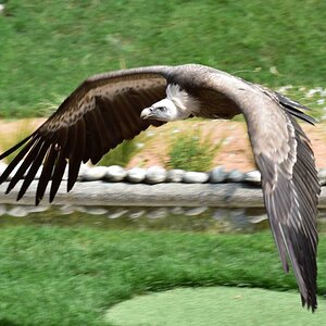 Gänsegeier