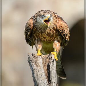 20150822 9825 [NIKON D4] 300 mm,1 1250 Sek. bei ƒ   4,0 2