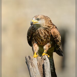 20150822 9853 [NIKON D4] 300 mm,1 1250 Sek. bei ƒ   4,0