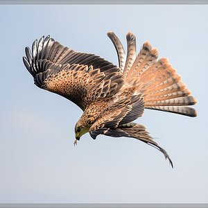 20150822 7379 [NIKON D4] 300 mm,1 1250 Sek. bei ƒ   4,0