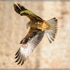 20150822 9801 [NIKON D4] 300 mm,1 1250 Sek. bei ƒ   4,0