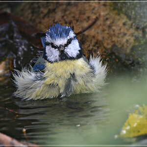 DSC 7800 Blaumeise badet 1000 R