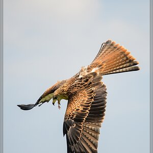 20150822 7378 [NIKON D4] 300 mm,1 1250 Sek. bei ƒ   4,0