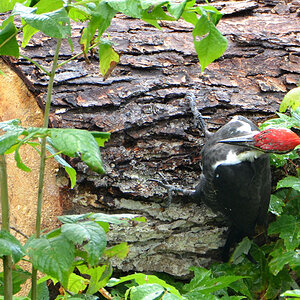 DSC 6655 Woodbecker