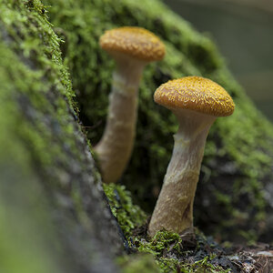 pilz4