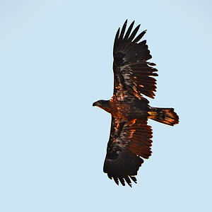 DSC 8714 Steinadler
