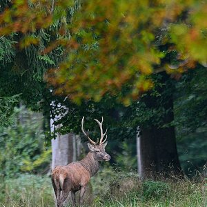 2015 14961