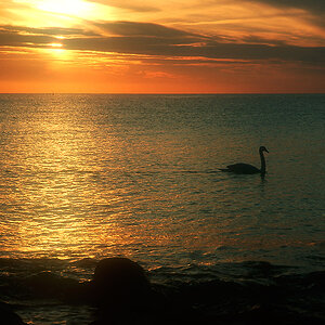 schwan2