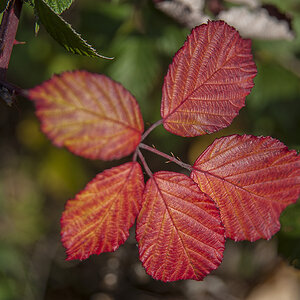 herbst 3