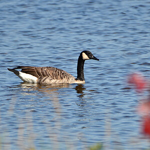 DSC 9277 Gans