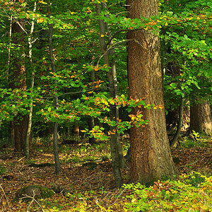 DSC 5195 Herbst
