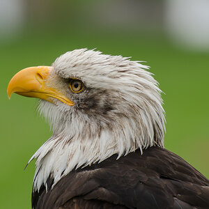 seeadler