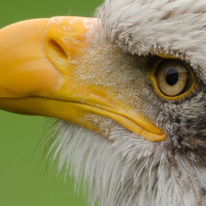 seeadler100c