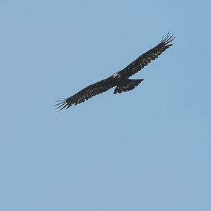 (Aquila chrysaetos)