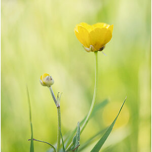 286170514rblumen