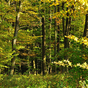 DSC 5198 Herbst