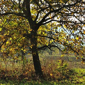 DSC 5199 Herbst