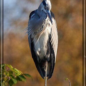 ISO 180, 1/400 s, f/8, 600 mm.