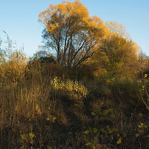 Herbstleuchten 3
Nürnberg Marienbergpark