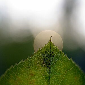 PC-Nikkor 28mm 1:3.5 plus pk-13