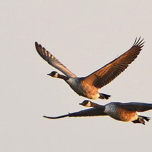 DSC 7957 Gänse