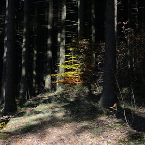 Herbst