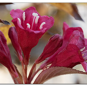 Novemberblüte