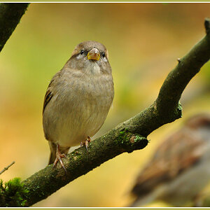 DSC 5295 Spatz R