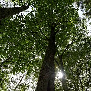 Die Sonne in den Bäumen