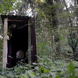 im Wald