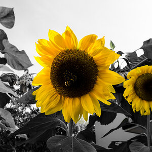 Gelbe Farbe
