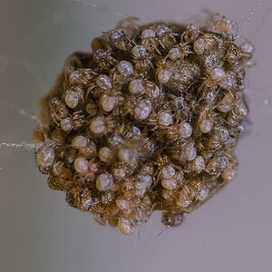 20150907 DSC8675  Gewächshausspinne Nachwuchs