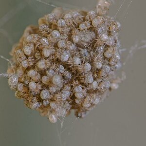 20150907 DSC8676 Kokon Gewächshausspinne mit Nachwuchs