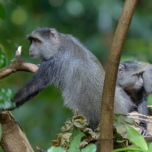 tansania blue monkey