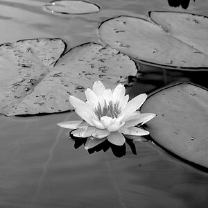 Seerose