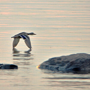DSC 9006 Ente