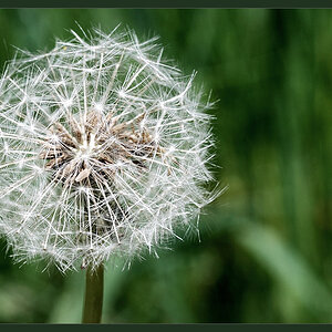 pusteblume