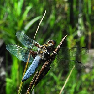 Libellula  depressa Männchen 1