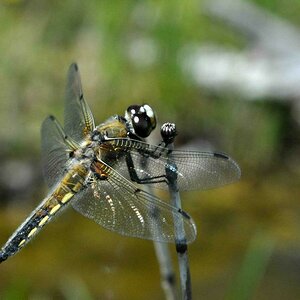 Libellula depressa Weibchen