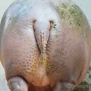 DSC 5521  Hippopotamuspopo