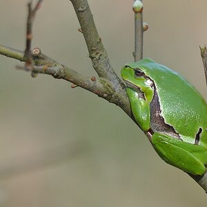 Laubfrosch 24.4.09