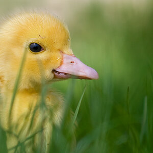 enten4