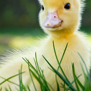 enten3