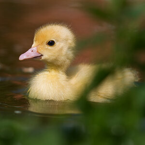 enten