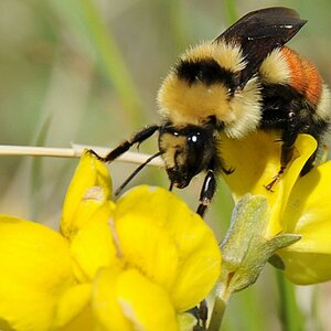 Biene Alberta