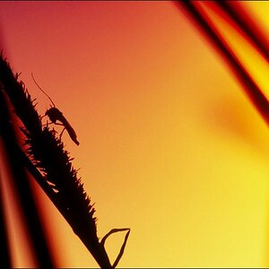 Mücke im Abendlicht