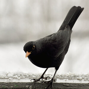 Amsel 02